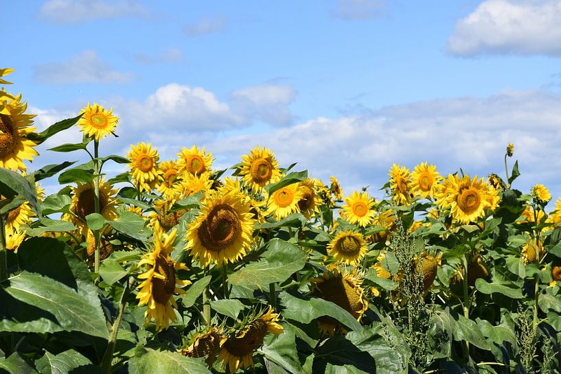 A field of sunflower flowers by Claude Laprise