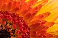 Een "hoekje" van een geel, oranje, rode Gerbera van Marjolijn van den Berg thumbnail