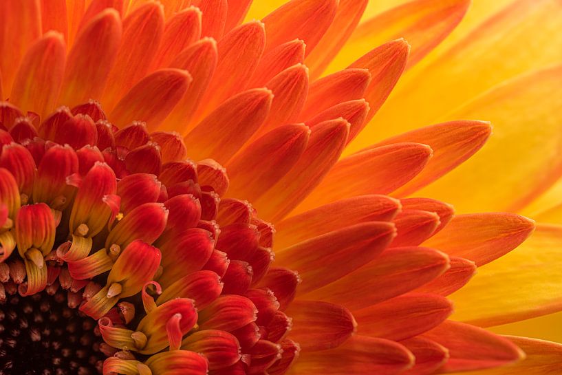 Een "hoekje" van een geel, oranje, rode Gerbera van Marjolijn van den Berg