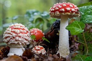 Red with white dots