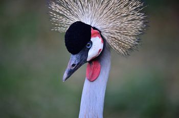 Kraanvogel