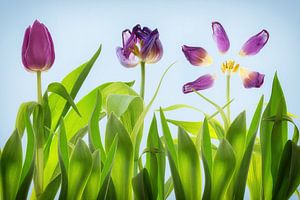 3 Tulpen