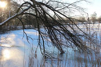 Vastgevroren takken in het ijs