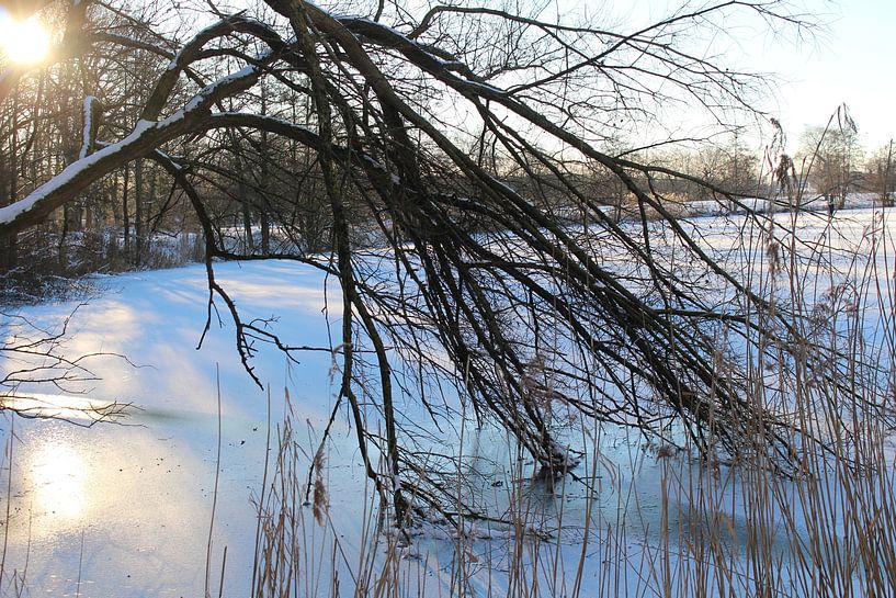 Branches frozen in the ice by Audrey Nijhof