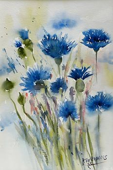 Blauwe Korenbloemen