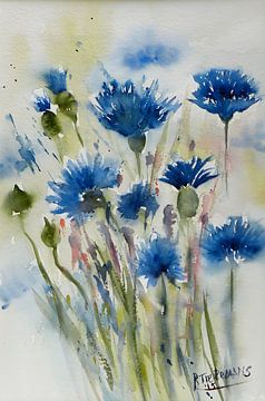 Blauwe Korenbloemen