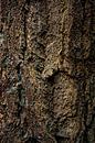 The beauty of the fir tree van Arc One thumbnail