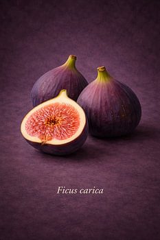 Figuier (Ficus carica)