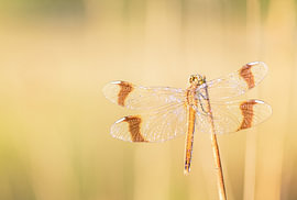 Banded darter with a soft background by fotografie  en art from the heart