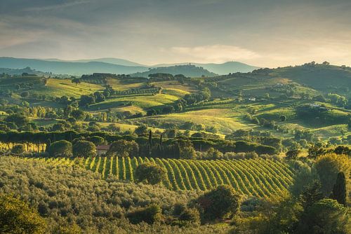 Landschap van de wijngaarden van Morellino di Scansano, Toscane