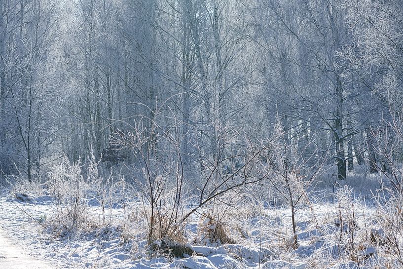 Winterlandschap met berkenbomen bedekt met sneeuw en vorst van Martin Köbsch
