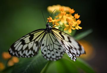 Tropische zwart witte vlinder hangend aan oranje bloemen van Heleen Schenk / Smeerjewegproducties