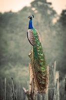 Peacock in the wild in Sri Lanka