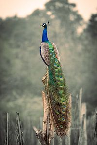 Peacock in the wild in Sri Lanka by Jan Schuler