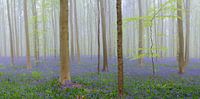 Vroege ochtendmist in een bos met blauwe Hyacinten van Sjoerd van der Wal Fotografie thumbnail