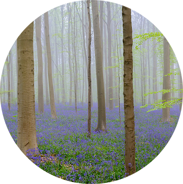 Vroege ochtendmist in een bos met blauwe Hyacinten van Sjoerd van der Wal Fotografie