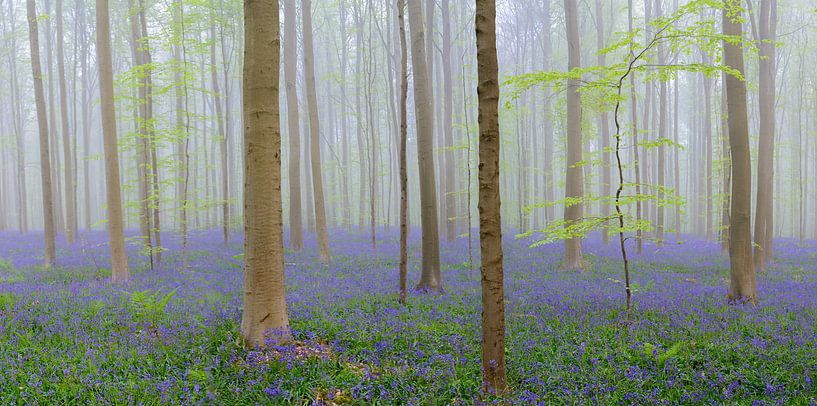 Vroege ochtendmist in een bos met blauwe Hyacinten van Sjoerd van der Wal Fotografie