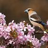 Appelvink, Coccothraustes coccothraustes van Beschermingswerk voor aan uw muur