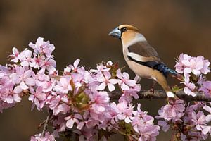 Kernbeißer, Coccothraustes coccothraustes