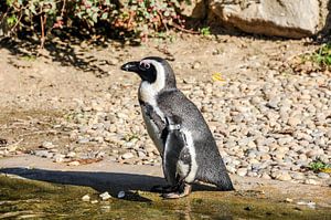 Pinguin