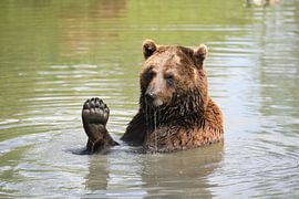 Grizzly Beer sur Petra Hauwert
