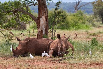 Two white rhinos by Jolene van den Berg