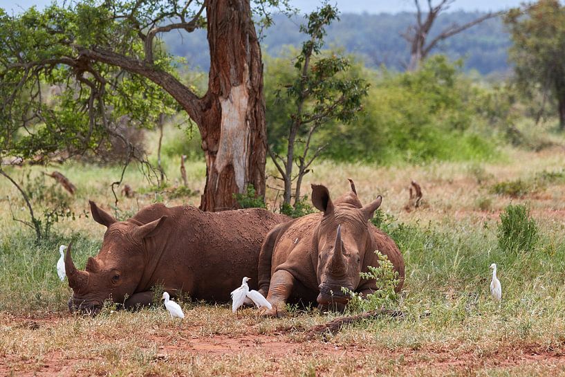 Two white rhinos by Jolene van den Berg