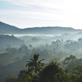 Vue de la jungle sur Bianca ter Riet