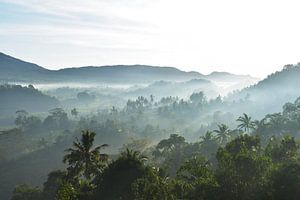 Vue de la jungle