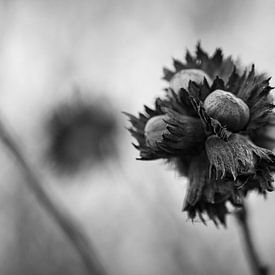 Hazelnut | Black & White | Wall art | Netherlands by Luis Boullosa