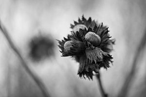 Hazelnut | Black & White | Wall art | Netherlands sur Luis Boullosa