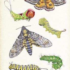 Butterflies and caterpillars by Jasper de Ruiter