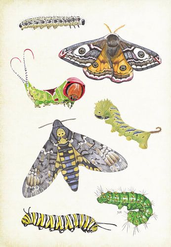 Butterflies and caterpillars