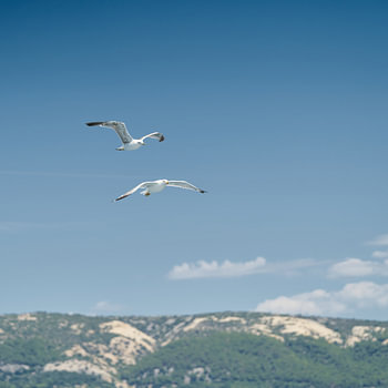 Seagulls chasing a boat near the island of Rab over the Adriatic Sea in Croatia