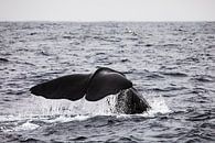 Waterval aan de walvisstaart van Martijn Smeets thumbnail