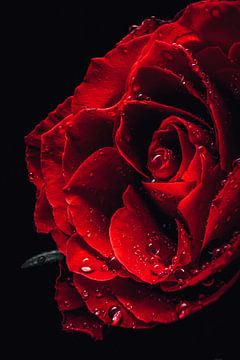 Rode roos 2 van iwan faber