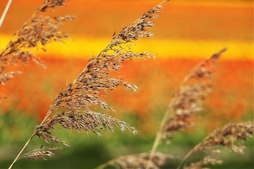 Wheat by Christel Smits