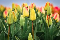 Close-up van tulpen in de regen van eric van der eijk thumbnail