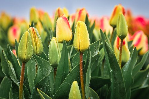 Nahaufnahme von Tulpen im Regen