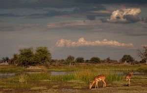 impalas