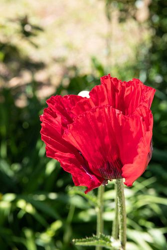 Red poppy blossom in the garden