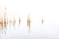 Verstilde opname van riet in de Ankeveense Plassen van Rob IJsselstein thumbnail