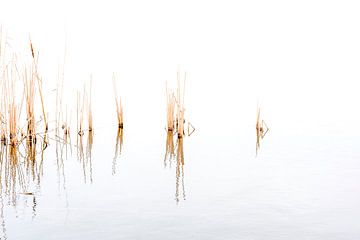 Verstilde opname van riet in de Ankeveense Plassen