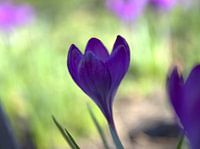 Soft Focus Crocus