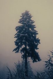 Tree in fog and snow, Austria by Travel.san