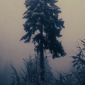 Boom in de mist en sneeuw, Oostenrijk van Travel.san
