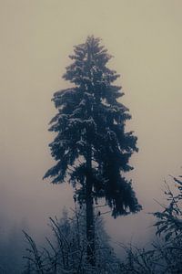 Arbre dans le brouillard et la neige, Autriche sur Travel.san