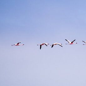 Flug Flamingos von Leo van Maanen