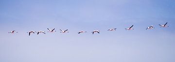Vlucht flamingo's van Leo van Maanen