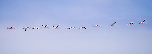 Flight flamingos